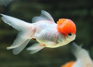 Trong giấc mơ thấy cá báo hiệu điều gì, có mang điều tốt Mơ thấy cá là điềm báo gì?