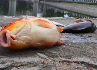 Tại sao bạn mơ thấy cá? mơ thấy cá chết là điềm báo gì? Mộng thấy cá chết là điềm báo gì? giải mã chi tiết giấc mơ thấy cá