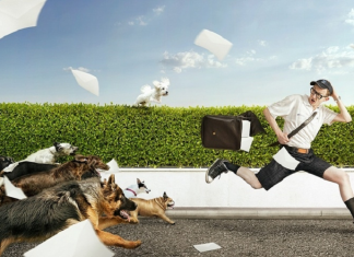 Mơ bị chó cắn và rượt đuổi là điềm lành hay dữ?