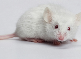 Mơ thấy con chuột, chiêm bao thấy chuột dự báo điều gì? Ngủ mơ thấy con chuột là điềm báo gì?