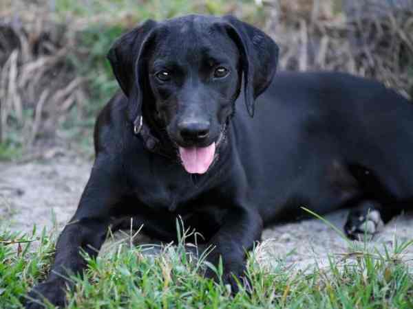 Ngủ mộng thấy chó đen tham khảo số đẹp nào? Ngủ mộng thấy chó đen tham khảo số đẹp nào?