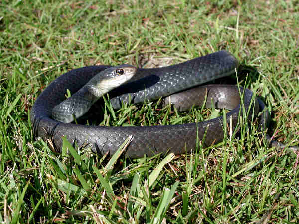 Mơthấy rắn đen may hay rủi đánh con gì nhanh chóng đổi đời?