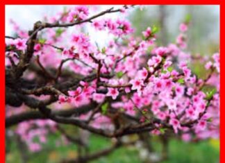 Thấy hoa đào báo hiệu điều gì? Nên chọn số may mắn gì