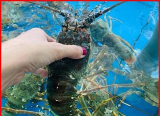 Nhìn thấy tôm hùm hay về con số nào trong kỳ quay hôm nay