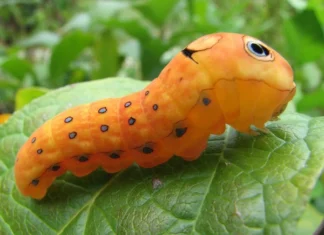 Nhìn thấy con sâu có phải điềm báo rước tài lộc may mắn về nhà? Nhìn thấy con sâu có phải điềm báo rước tài lộc may mắn về nhà?