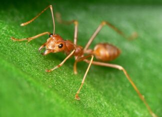 Gặp con kiến điềm báo hên hay xui? Liên quan đến số may mắn nào? Gặp con kiến điềm báo hên hay xui?