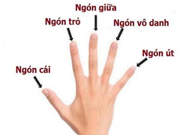 Xem tướng qua ngón tay dự đoán tài vận sự nghiệp tương lai