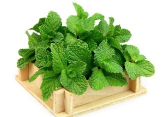 Nhìn thấy cây bạc hà thường thể hiện điềm tốt hay xấu?