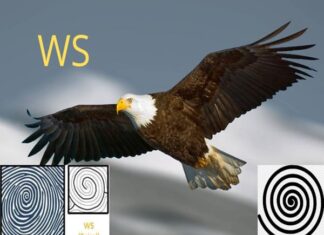 Vân tay đại bàng, điểm đặc biệt của người có khả năng lãnh đạo