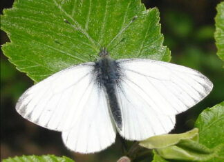 Đi đường thấy bướm trắng có đem lại điềm báo tốt lành? Đi đường thấy bướm trắng có đem lại điềm báo tốt lành?