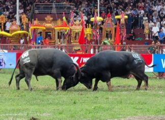 Lễ hội chọi trâu là điểm đến du lịch không thể bỏ lỡ lễ hội chọi trâu