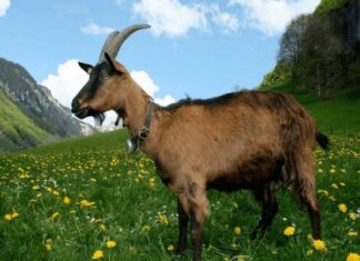 tuổi kỷ mùi hợp hướng nào