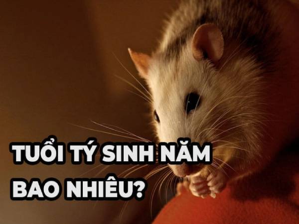 Tuổi Tý sinh năm bao nhiêu?