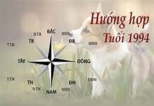 1994 hợp hướng nào