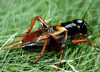 Bỗng dưng gặp con dế báo hiệu sắp có thay đổi lớn? Bỗng dưng gặp con dế báo hiệu sắp có thay đổi lớn?