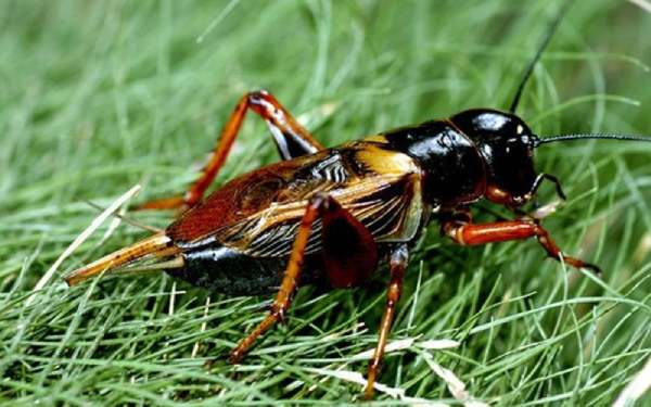 Bỗng dưng gặp con dế báo hiệu sắp có thay đổi lớn?