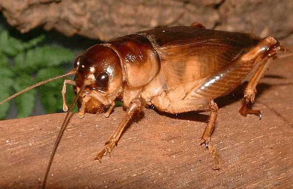 Bắt gặp con dế dưới gầm giường