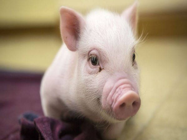 Con số tài lộc dành cho Tuổi Ất Hợi ngày 19/3/2025 dựa theo giấc mơ Con số tài lộc dành cho Tuổi Ất Hợi ngày 19/3/2025 dựa theo giấc mơ