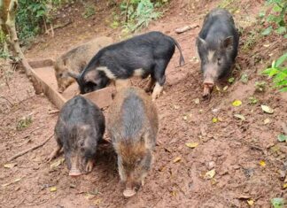 Ngủ mơ thấy lợn đuổi theo có phải điềm xui xẻo không? Ngủ mơ thấy lợn đuổi theo có phải điềm xui xẻo không?