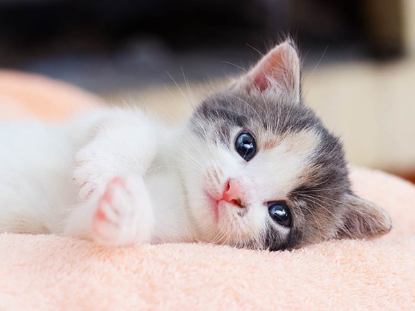 Con số may mắn tuổi Mão 27/3/2025 mang tiền đầy túi