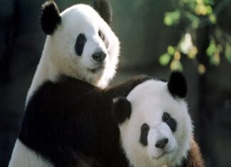 Giấc mơ thấy gấu trúc điềm báo tích cực trong cuộc sống