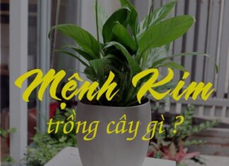 Nữ mệnh kim trồng cây gì trong nhà tăng vận tài hút lộc