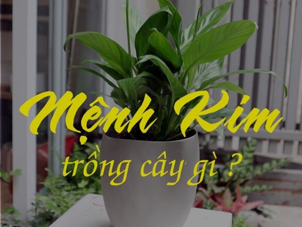 Nữ mệnh kim trồng cây gì trong nhà tăng vận tài hút lộc
