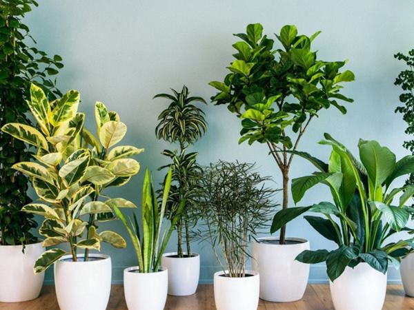 Nữ mệnh kim trồng cây gì trong nhà tăng vận tài hút lộc 2