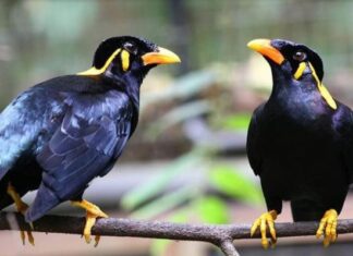 Chim đen bay vào nhà là điềm gì cho gia chủ? Chim đen bay vào nhà là điềm gì