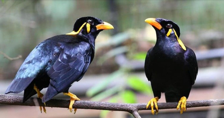 Chim đen bay vào nhà là điềm gì