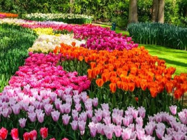 Chiêm bao thấy cánh đồng hoa giả