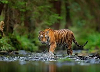 Giải mã giấc mơ thấy hổ: Điềm báo gì đang chờ đợi bạn? Giải mã giấc mơ thấy hổ