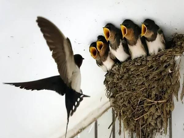 Tổ chim – hình ảnh chất chứa nhiều biểu tượng