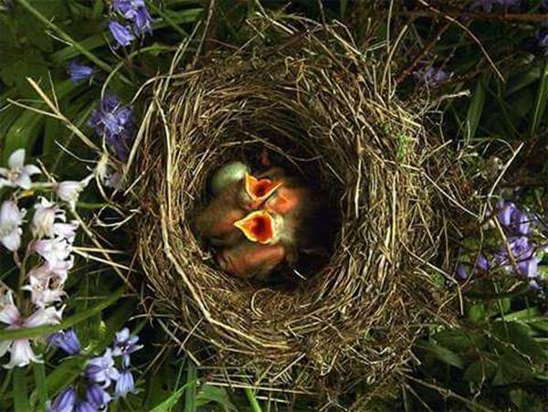 Mơ thấy tổ chim – dự báo điều gì?