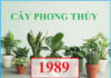 Cách chọn cây hợp tuổi Kỷ Tỵ 1989 mang lại vượng khí