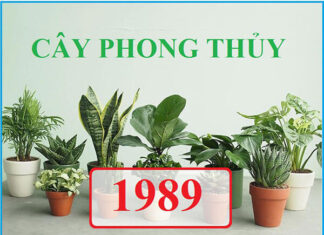 Cách chọn cây hợp tuổi Kỷ Tỵ 1989 mang lại vượng khí