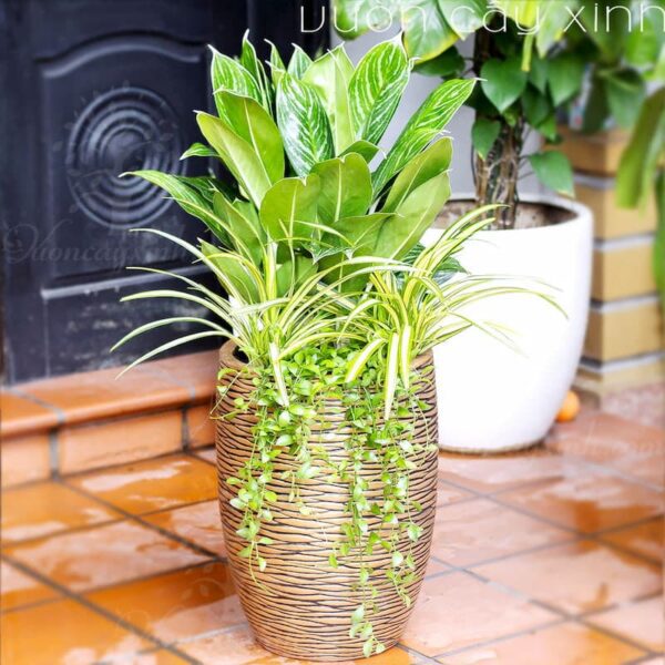 Cây phong thủy hợp tuổi mệnh kim 1984