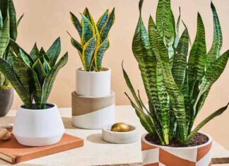  Cây xua đuổi tà khí