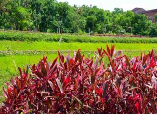 phong thủy cây huyết dụ