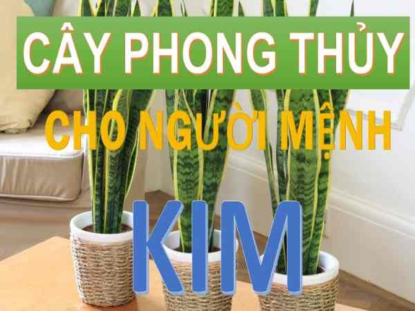 Vị trí đặt cây phong thủy:
