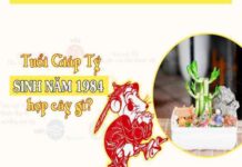Khám phá cây hợp mệnh kim 1984 mang tài lộc vào nhà, trừ tà