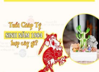 Khám phá cây hợp mệnh kim 1984 mang tài lộc vào nhà, trừ tà