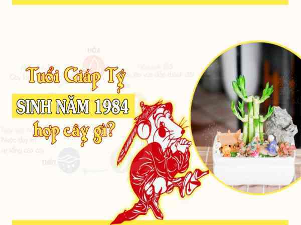 Nguyên tắc chọn cây phong thủy cho tuổi Giáp Tý 1984