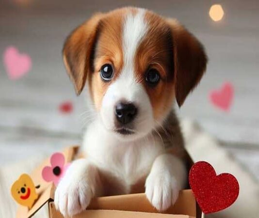 Tuổi Tuất hợp tuổi gì, giải mã theo tử vi phong thủy