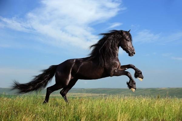 Mơ thấy ngựa đen