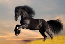 Nằm mơ thấy ngựa có phải điềm báo giàu sang phú quý?