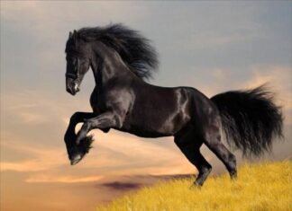 Nằm mơ thấy ngựa có phải điềm báo giàu sang phú quý?