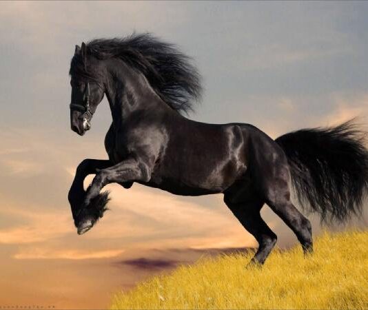 Nằm mơ thấy ngựa có phải điềm báo giàu sang phú quý? Nằm mơ thấy ngựa có phải điềm báo giàu sang phú quý?