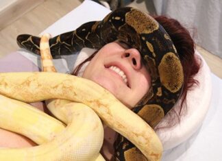 Hoang mang với điềm báo khi mơ thấy rắn bò lên người