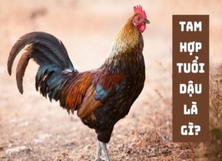 Tam hợp tuổi Dậu là gì ứng dụng thế nào theo phong thủy